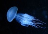 meduza2.jpg, 3,2kB